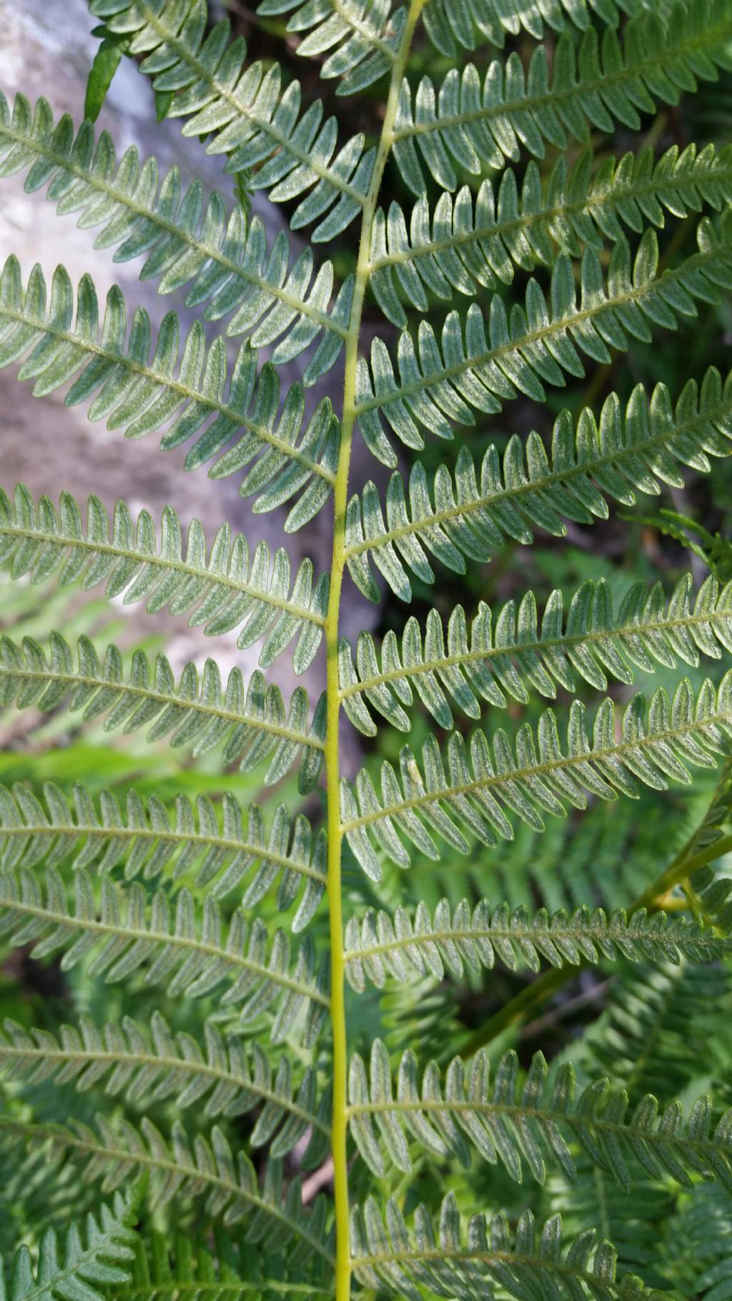 Pteridium aquilinum
